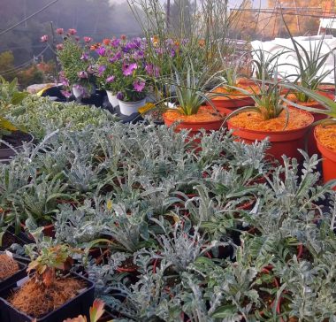 PlantasJARDINseCO